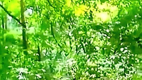 Exhibition in the forest to play with a bottle